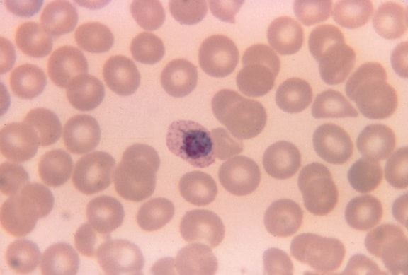 薄, 膜, 显示, 不成熟, 裂殖体, 寄生虫, 卵, 四, 染色质, 肿块, 红细胞