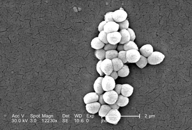 skanning, elektron mikroskop-bilde, gram, positive, micrococcus luteus, bakterier