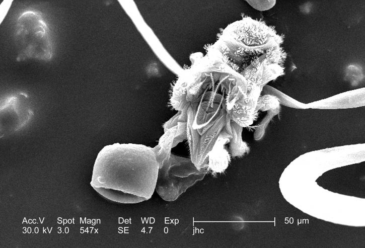 семьи, mitesnanorchestes nanorchestidae, тележек с гибким токоподводом