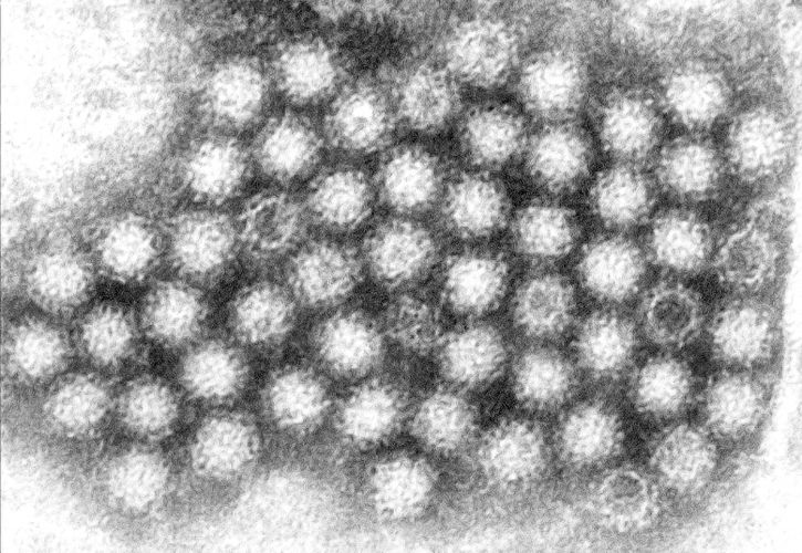 поліомієлітом, група, віруси, шлунка, грип, гастроентеритах