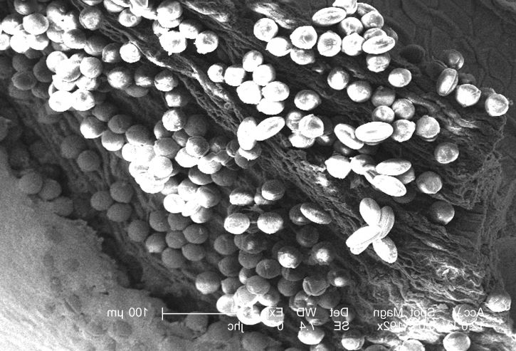 polen, praf de cereale, reprezentând, de sex masculin, gameţi, plante, haploizi, cromozomiale, conţinutul