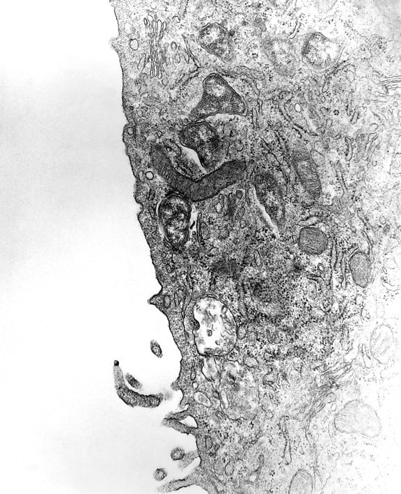 顕微鏡の有機体の貪食、液胞