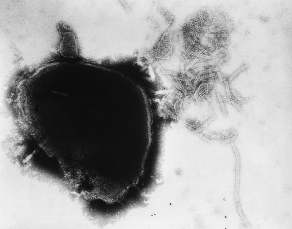paramyxovirus, medlemmar, Familj, paramyxoviridae, släkte, rubulavirus