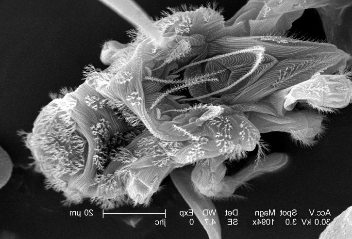 ปรากฏตัว หมายเลข mitesnanorchestes ครอบครัว nanorchestidae