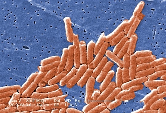 gram negatieve bacillen, salmonella, bacteriën