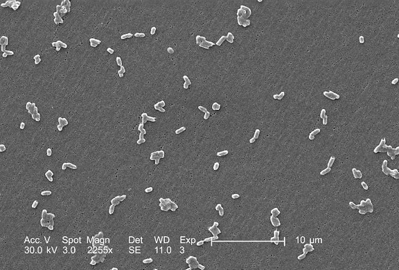 motile กรัม ลบ salmonella infantis แบคทีเรีย ขยาย 2255 x