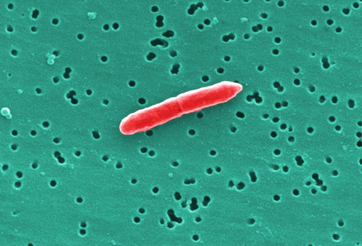 sebaldella termitidis, bakterie, zadejte, zpracovat, buňky, dělení