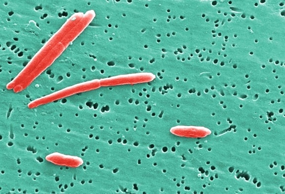 sebaldella termitidis, yatırılır, 1986, bacteroides termitidis