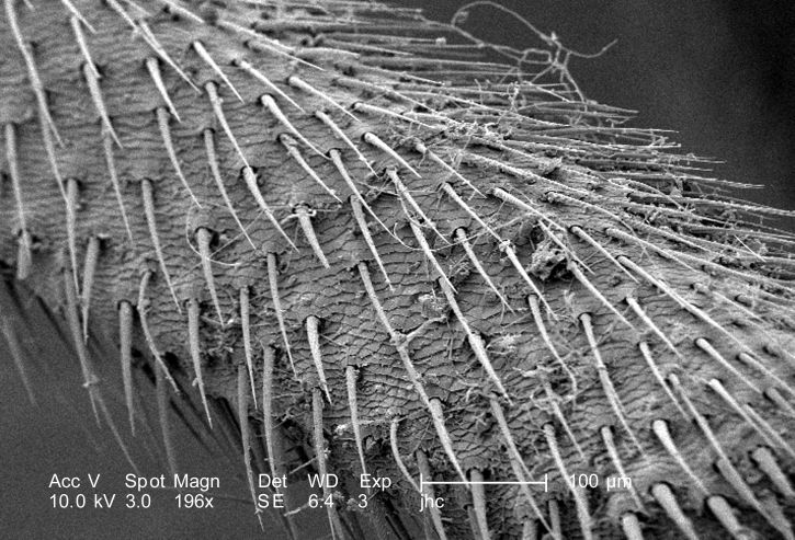 exoskeletal, ultra-estruturais, morfologia, não identificada, detritos, carga, inseto