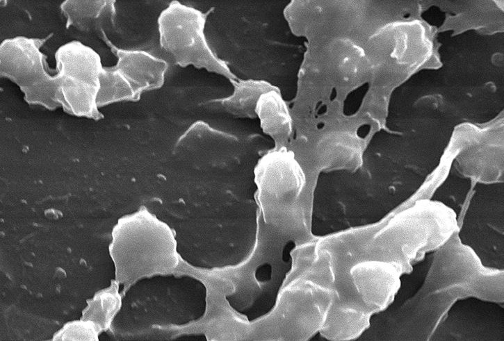 pyöreä kokit, bakteerit, koostuu polysakkarideja, biofilmin