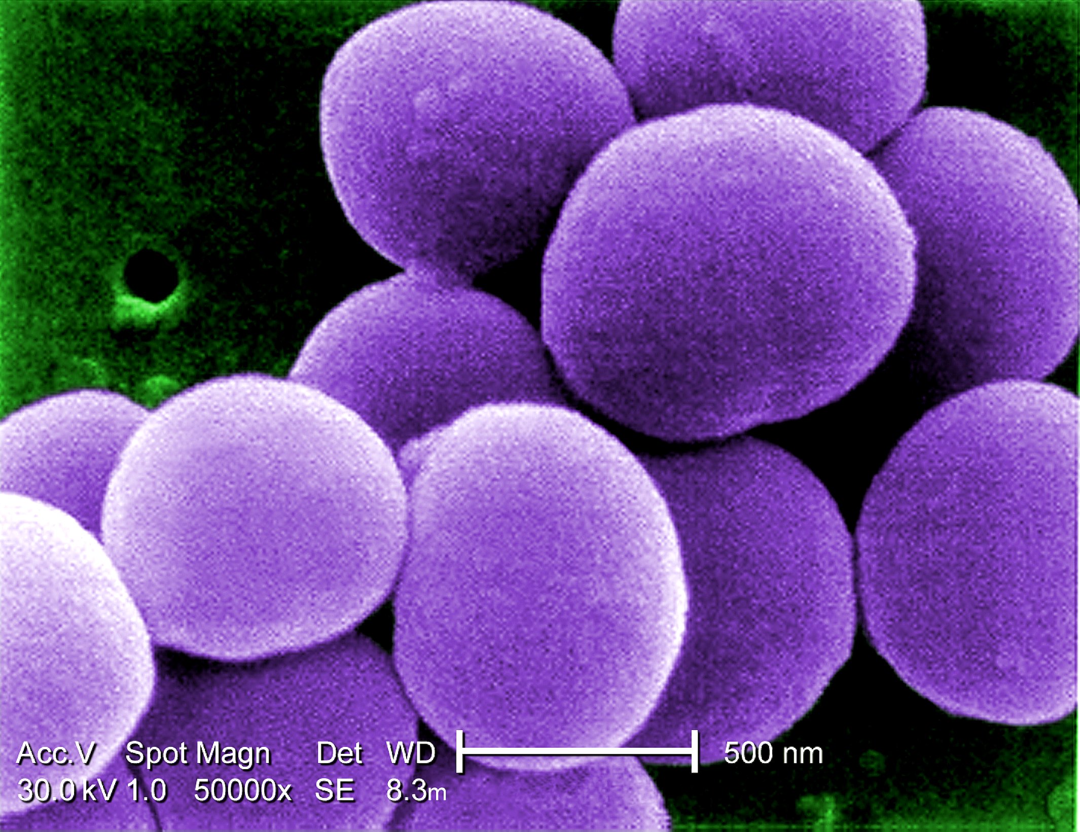 Imagem Gratuita Estirpe Staphylococcus Aureus Bact Rias Vancomicina