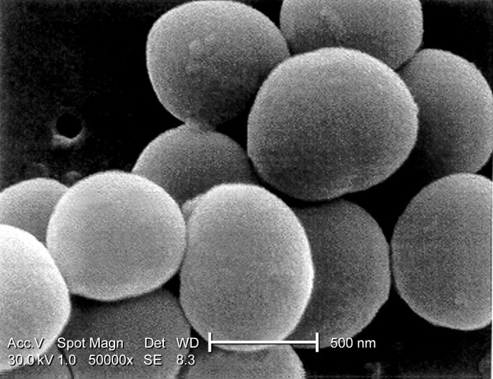 høy forstørrelse 50000 x, mikroskop-bilde, staphylococcus aureus, bakterier