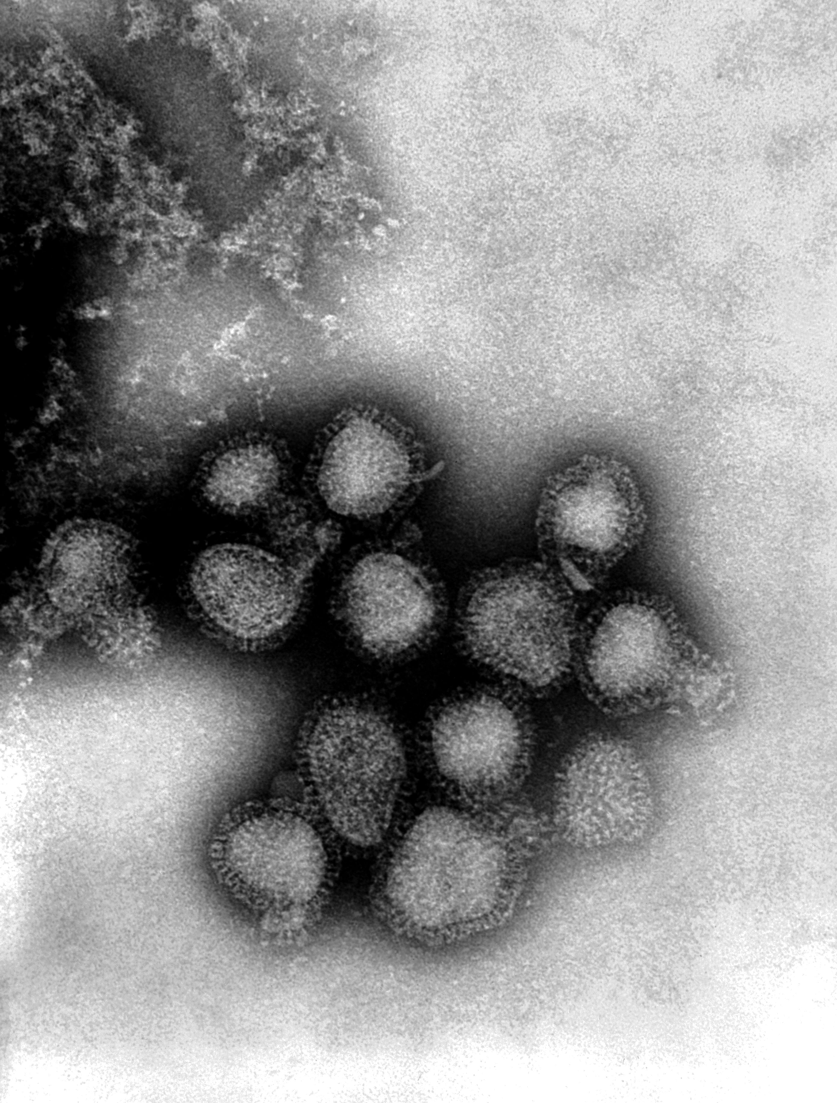 Фото вируса гриппа
