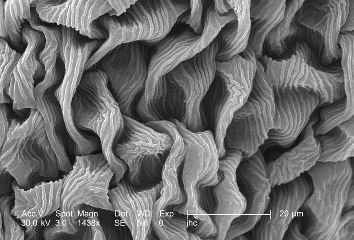 ultraestructural, detalles, superficie, carmesí, trébol, Trifolium, incarnatum, flor