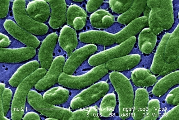 Группировка vibrio vulnificus, бактерий, клеток, Микрофотография