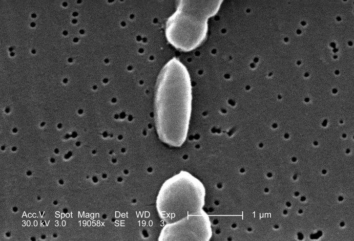 Vibrio parahaemolyticus бактерии, Маг, 19058 x