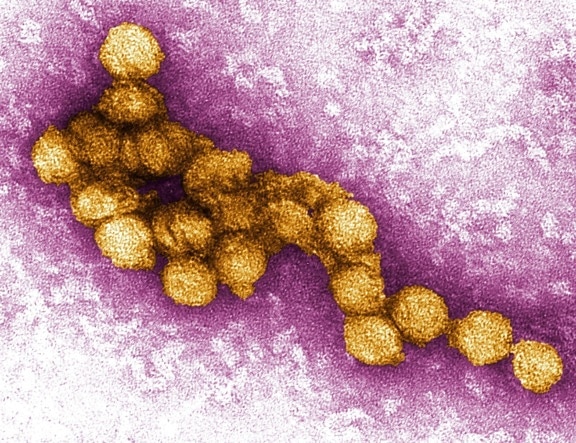 μικρογραφία, δυτικά του Νείλου, τον ιό