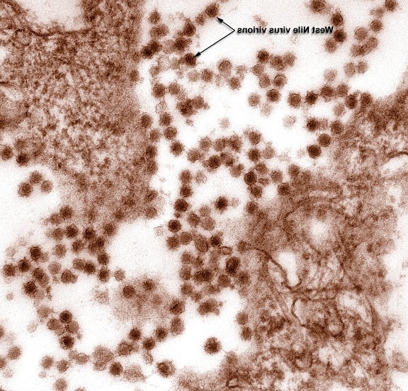 Länsi-Niilin virus, virions, eristää, kasvanut, soluviljely,