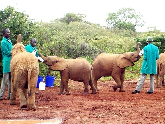 baby, elephants, fed, handlers, sanctuary, orphan, elephants