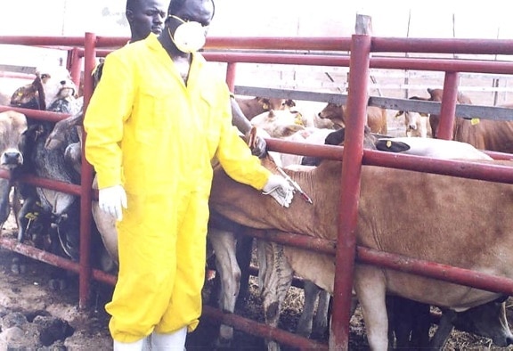 doctor, vaccinating, cattle, combinant, rinderpest, vaccine, cattle, disease