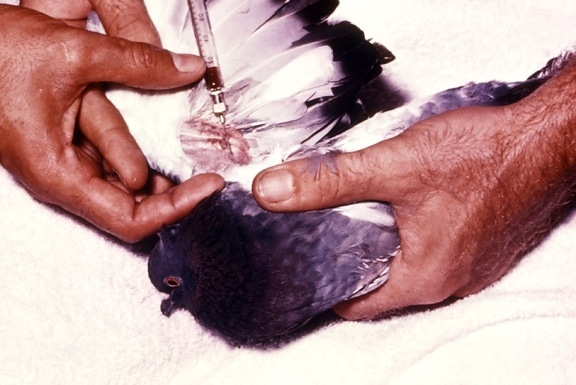 sang, extraits, aile, veine, pigeon, plus tard, testé, présence, arbovirus