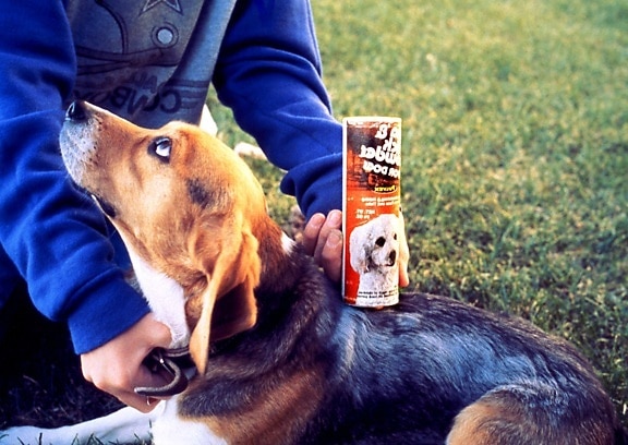 lemmikkieläinten beagle, kohdella, kirppu, käydä, jauhe
