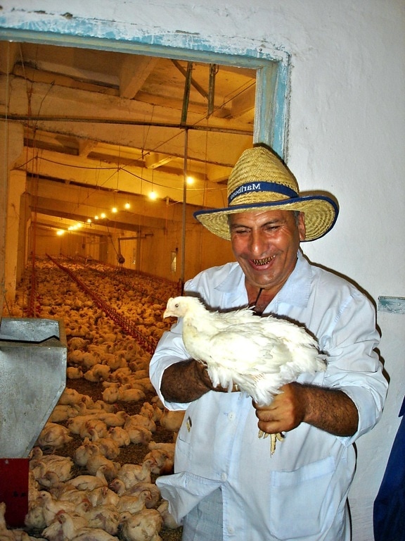 veterinarian, inspects, longhouses, chickens, high, grade, health