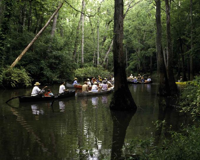 canoes, water, swamp, area