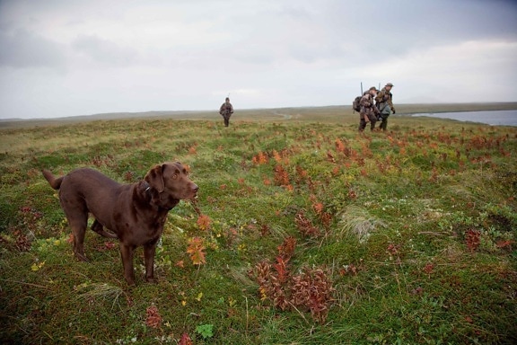 chien, winth, chasseurs, chasse