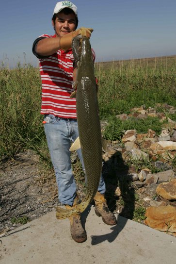 rybak, chłopiec, pokazuje ogromny catch