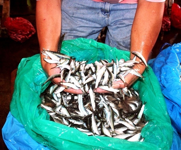 rybár, úlovok, sardinky