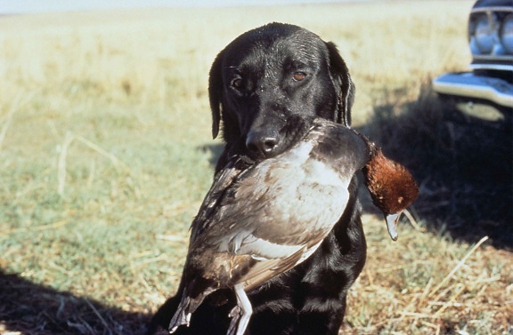 pointer, hunting, dog, holding, duck, mouth, successful, hunt