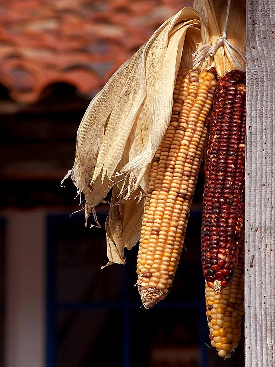 Free Picture Dried Corn Cobs