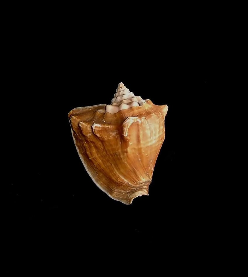 Free picture: sea, shell, black, background