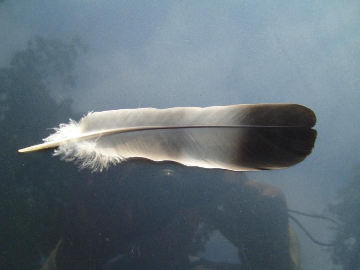 dove, feather