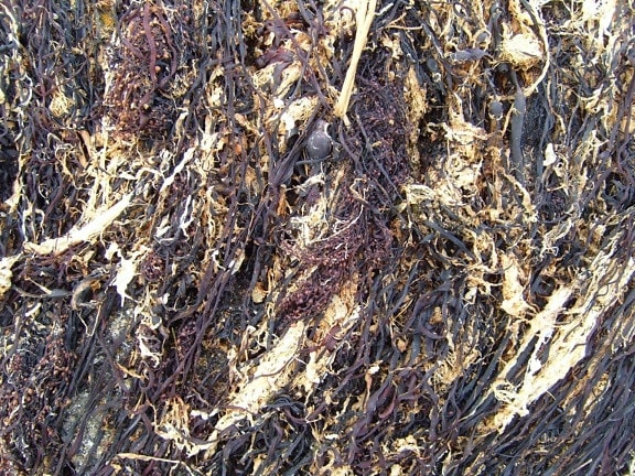 dried, seaweed