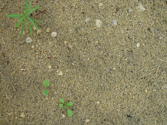 sand, weeds, texture