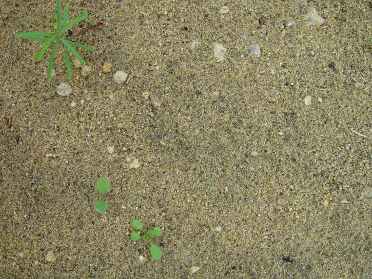 沙子, 杂草, 质地
