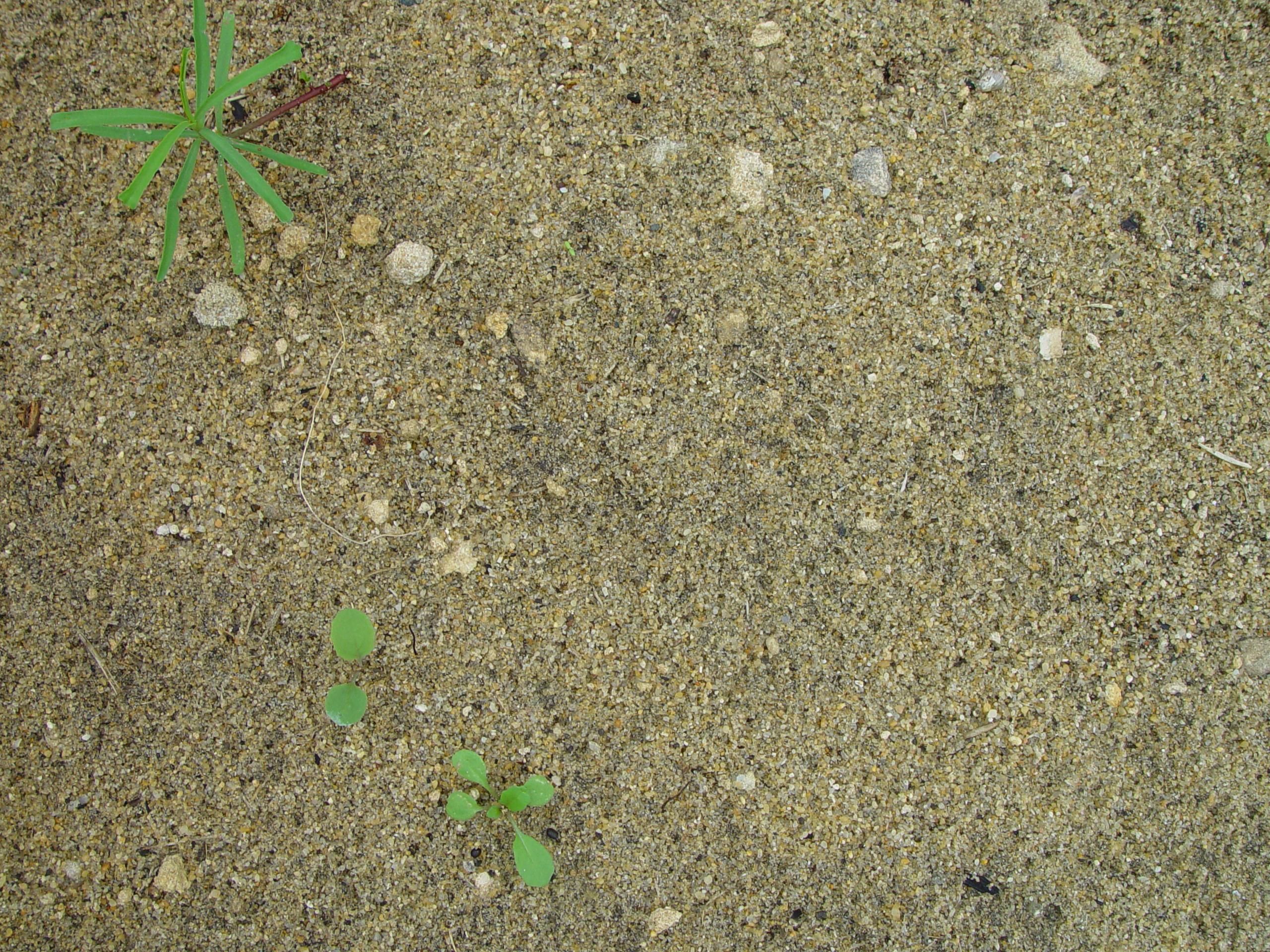 フリー写真画像 砂 雑草のテクスチャ