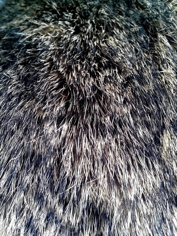 details, image, fur, rabbit