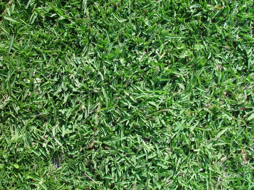 Free picture: buffalo, grass, texture