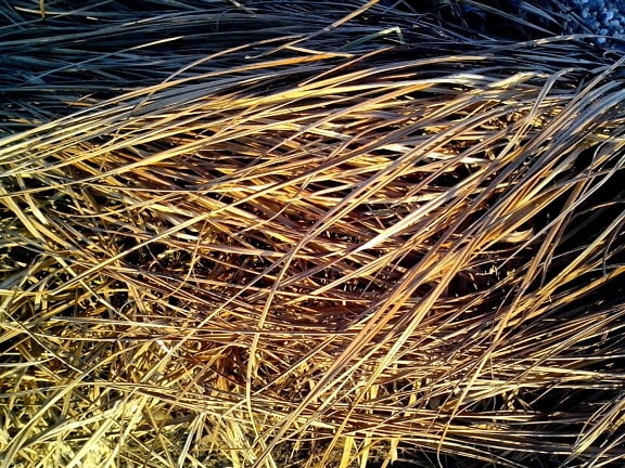 dried, grass, pattern, details