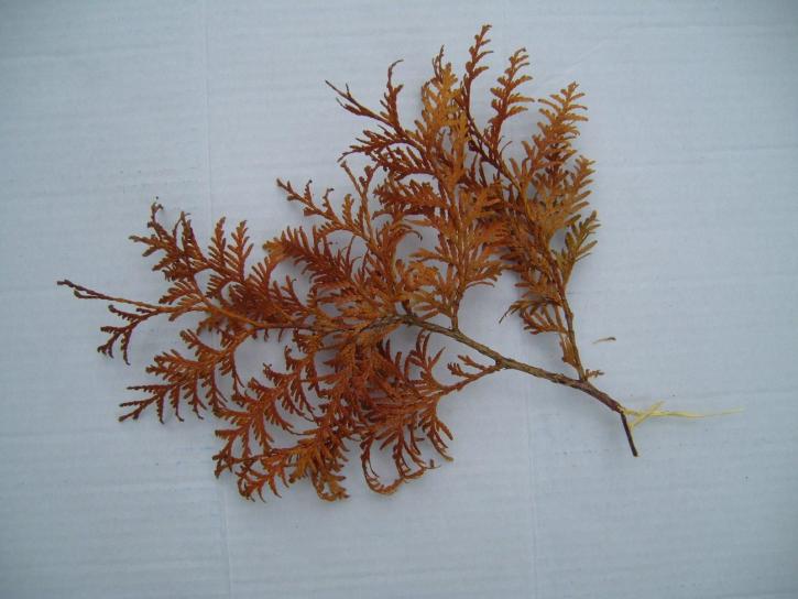 brown, dead, cornifer, branch