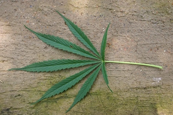 cannabis, sativa, hojas