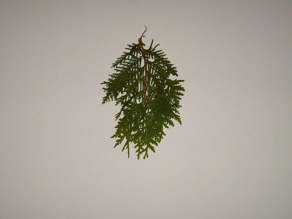 Conifer, daun, daun, cabang