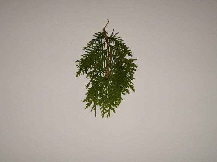 Nadelbaum, Blatt, Blätter, Zweig