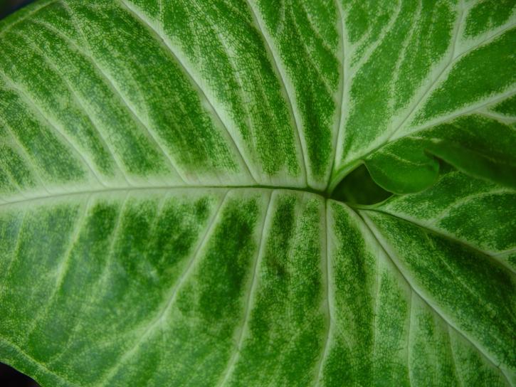 bright green, pattern, green leaf