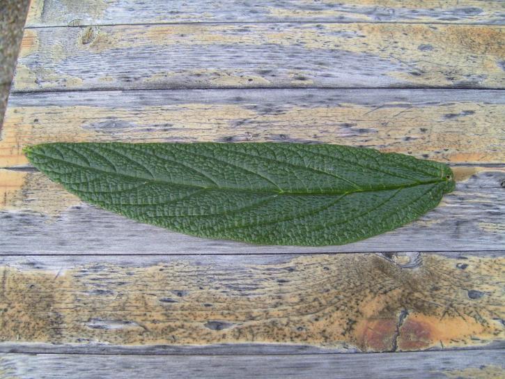 dark green, leaf, wood