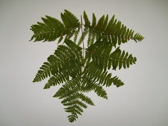 fern, branch, texture