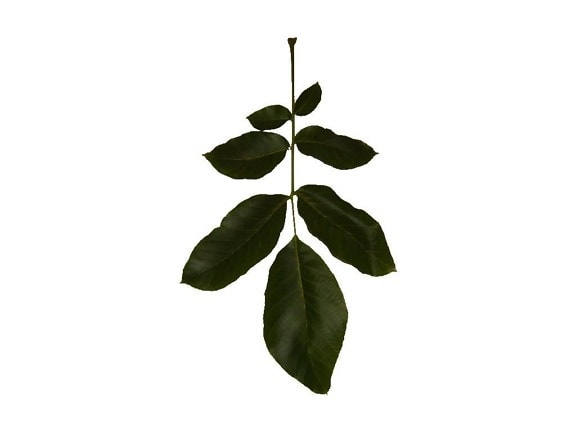 leaf, branch, texture